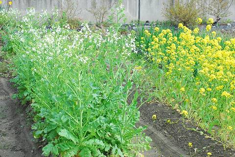 久しぶりの休みは菜園に！