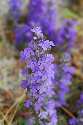 庭は花盛り、菜園は仕事盛り