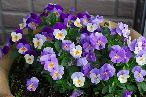 庭は花盛り、菜園は仕事盛り