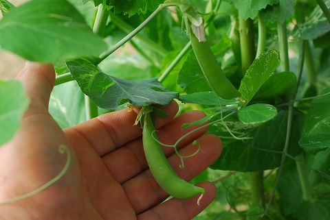 庭は花盛り、菜園は仕事盛り