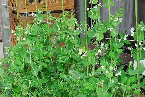 庭は花盛り、菜園は仕事盛り