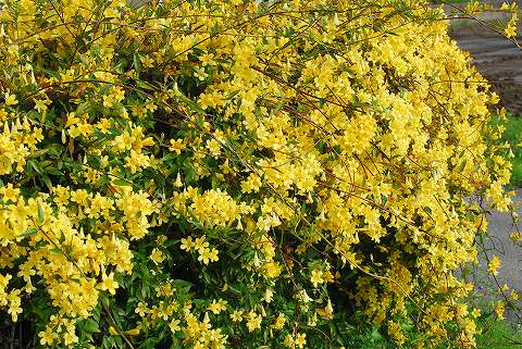 庭は花盛り、菜園は仕事盛り