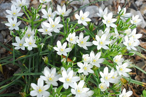 庭は花盛り、菜園は仕事盛り