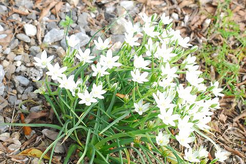 庭は花盛り、菜園は仕事盛り