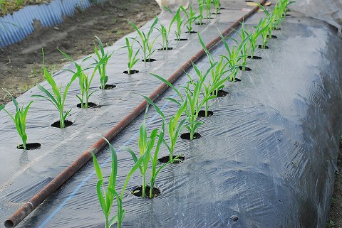 庭は花盛り、菜園は仕事盛り