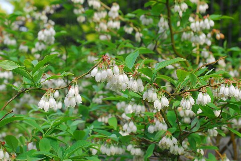 庭は花盛り、菜園は仕事盛り