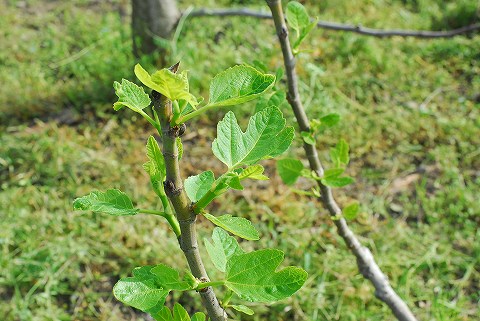 庭は花盛り、菜園は仕事盛り