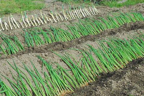 庭は花盛り、菜園は仕事盛り