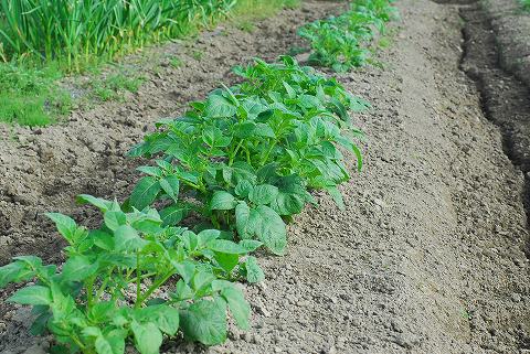 庭は花盛り、菜園は仕事盛り