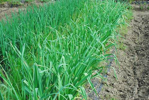 庭は花盛り、菜園は仕事盛り