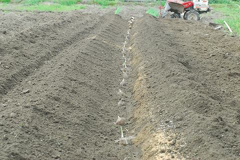 庭は花盛り、菜園は仕事盛り