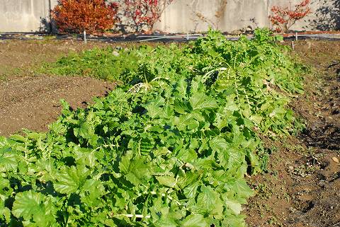 12月の菜園