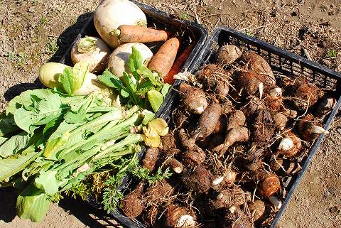 1月中旬の菜園