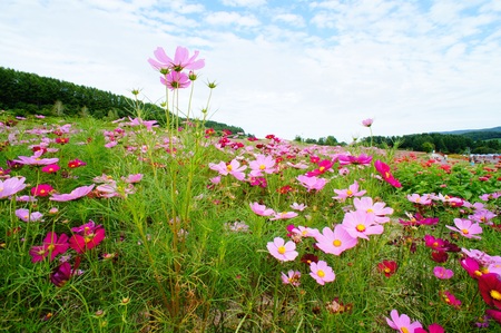 秋桜