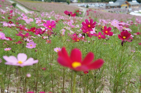 秋桜