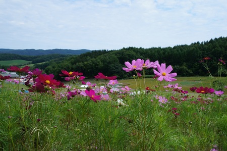秋桜