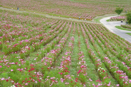 秋桜