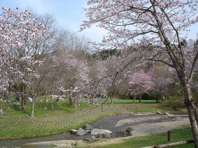 桜の木の下で　穂別キャンプ