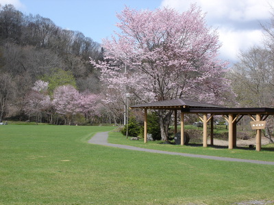 桜の木の下で　穂別キャンプ