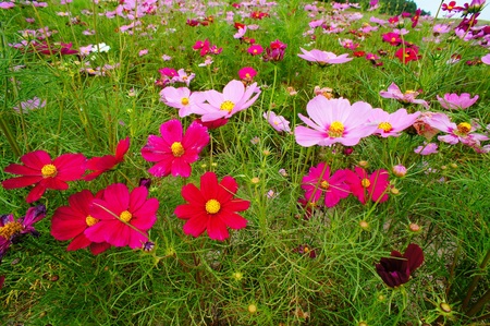 秋桜