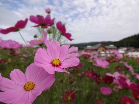 秋桜