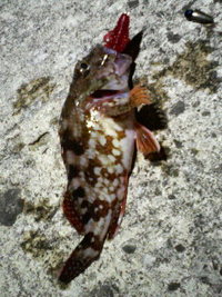 釣果報告1♪ 2008/05/18 21:08:44