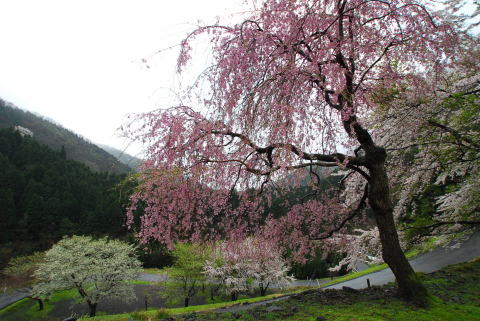 リバーランズ角川　しだれ桜を見に行ってきましたよ