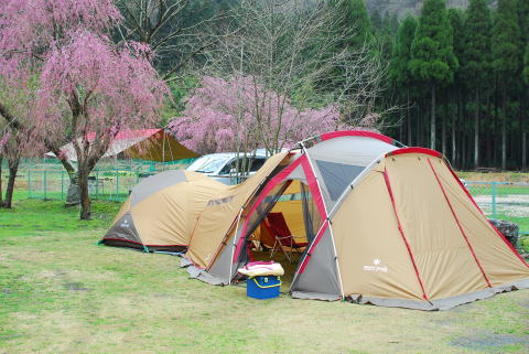 リバーランズ角川　しだれ桜を見に行ってきましたよ