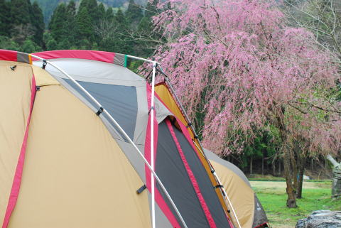 リバーランズ角川　しだれ桜を見に行ってきましたよ