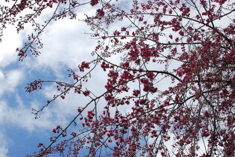 リバーランズ角川　しだれ桜を見に行ってきましたよ