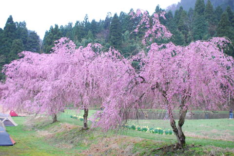 リバーランズ角川　しだれ桜を見に行ってきましたよ