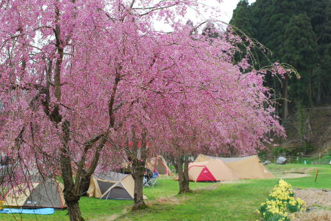 リバーランズ角川　しだれ桜を見に行ってきましたよ