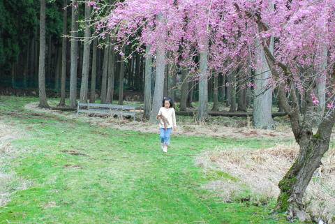 リバーランズ角川　しだれ桜を見に行ってきましたよ