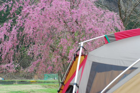 リバーランズ角川　しだれ桜を見に行ってきましたよ