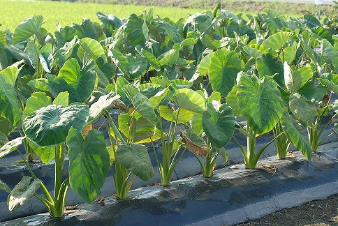 夏野菜の収穫盛期