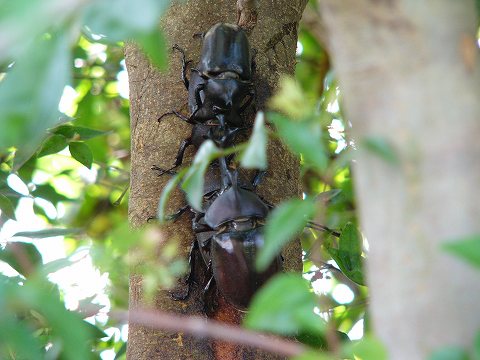 庭のカブト虫