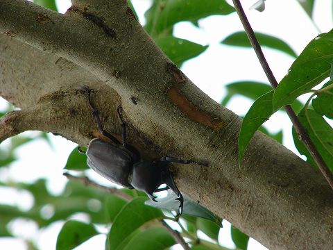 庭のカブト虫