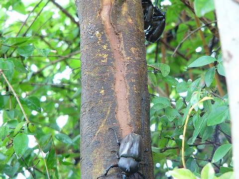 庭のカブト虫