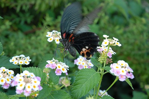 芝生と菜園と