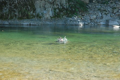 カオレは秋の気配