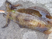 沖縄遠征釣果編