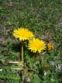 公園日和 2010/04/28 14:52:40