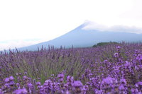 山梨一泊旅その２ 2013/07/06 17:14:50