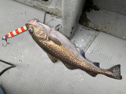 釣考記 丹後浦島グリの中深海ジギング 今日はシブいですねぇ と何時何所の船でも言われる僕って ハピネス2 6月25日