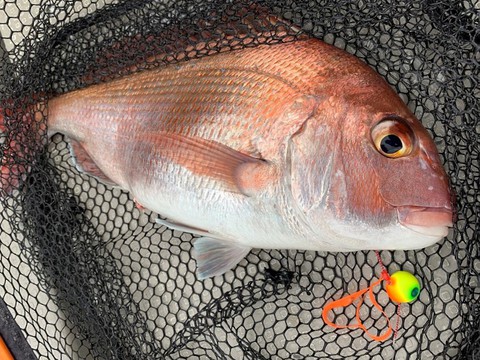 釣考記 加太の鯛ラバ 基本に立ち返りトレーラーの必要性を問い直す 白墨丸 4月21日