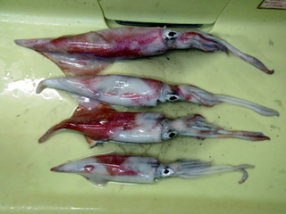 釣果２