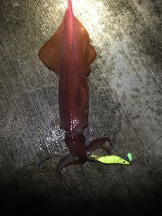 しばらくはイカ三昧？ 2019/05/02 19:02:15