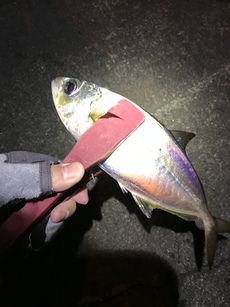 2019年初釣り 2019/03/04 22:27:56