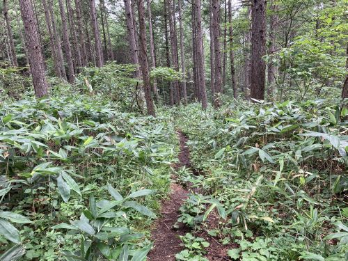 20.08.09 夏休み集中登山～北信五岳を巡る山歩き～　Day 1　飯縄山に登ったら思いのほか花に癒されたよ