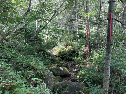 20.08.10 夏休み集中登山～北信五岳を巡る山歩き～　Day 2　駐車場が満車で仕方なく黒姫山に登ったら灼熱だった